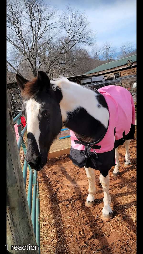 black-white-paint-horse