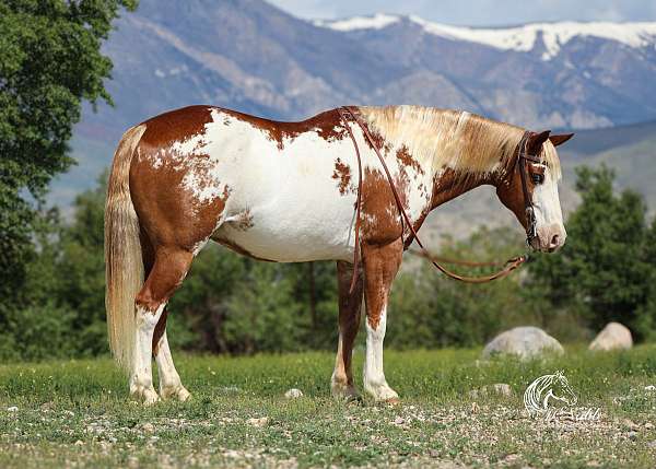 blue-eyed-paint-pony