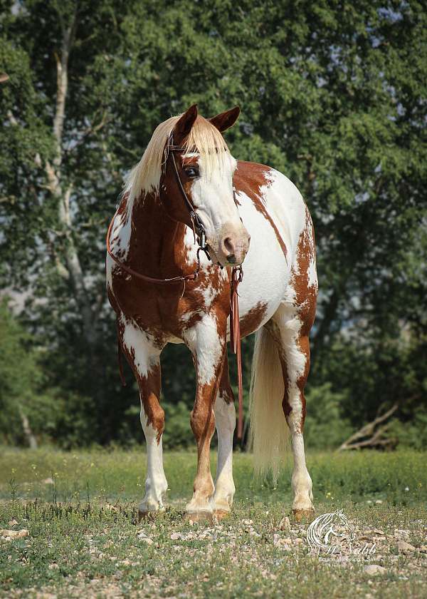 kid-safe-paint-pony