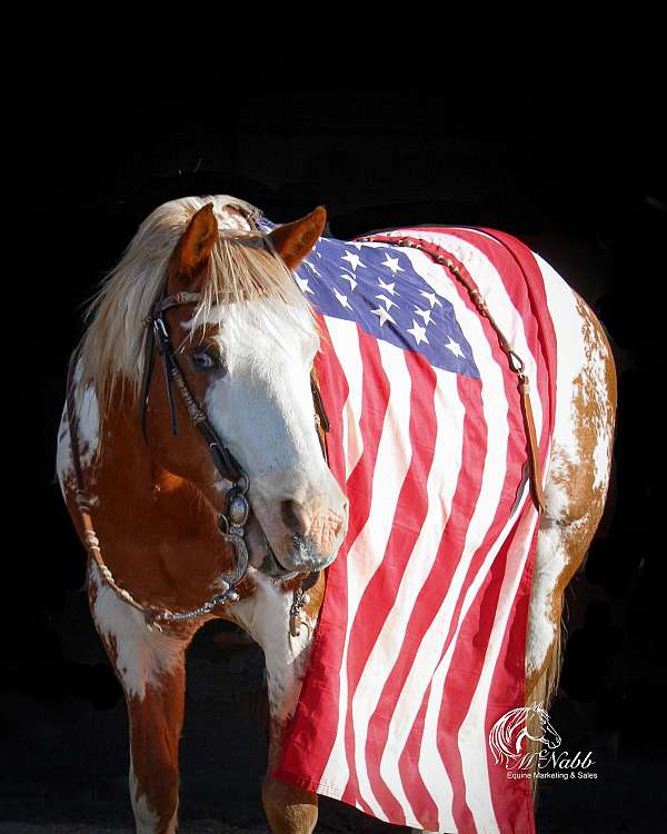 ranch-paint-pony