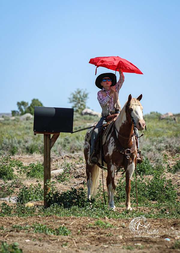 ranch-work-paint-pony