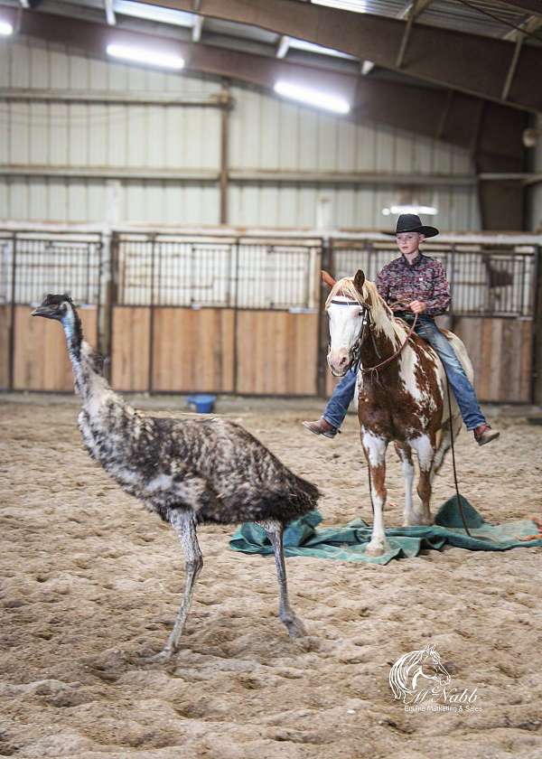 sorrel-overo-paint-pony-gelding