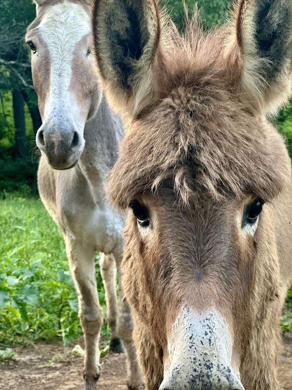 brown-cross-horse