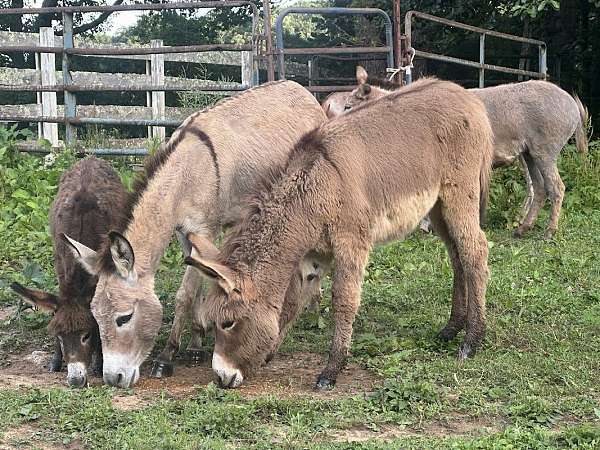 brown-donkey-stallion
