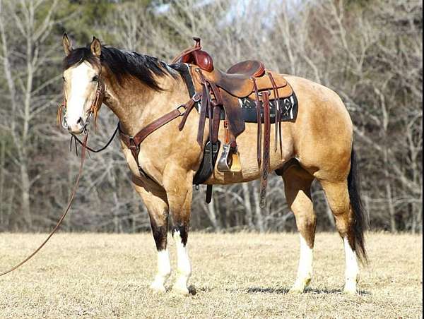quarter-horse-gelding
