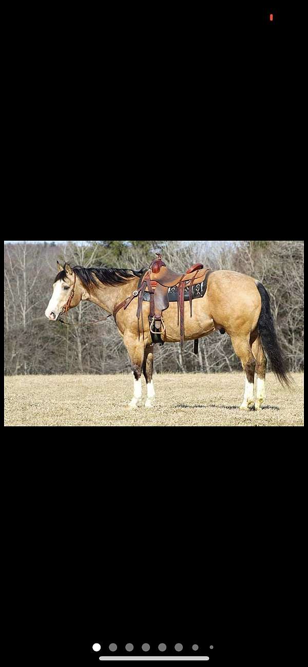 quarter-horse-for-sale
