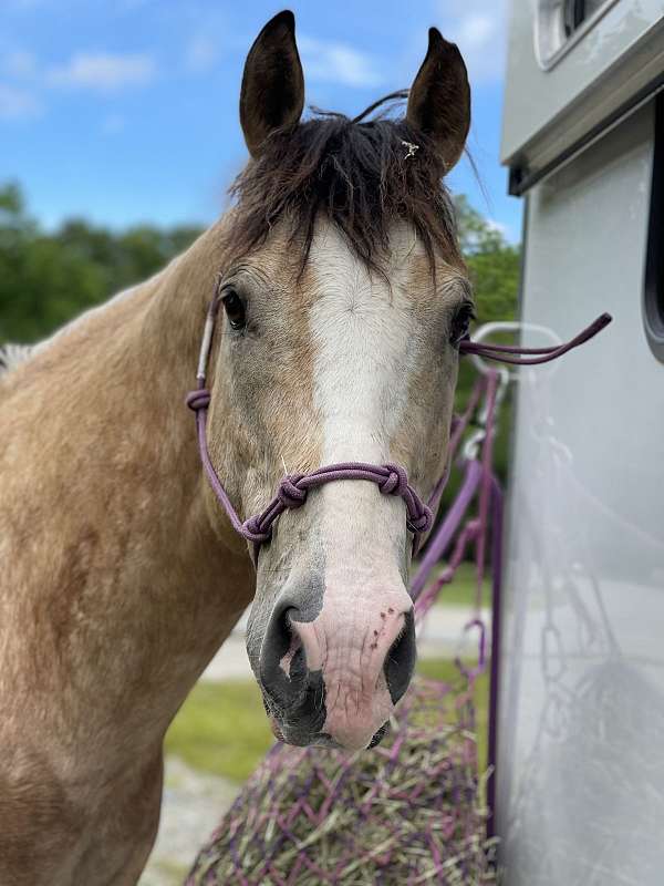 quarter-horse