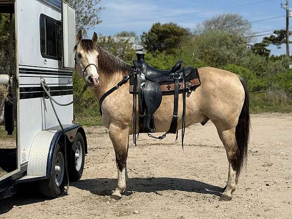 gelding