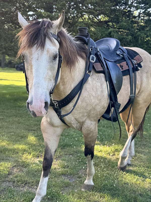 all-around-quarter-horse