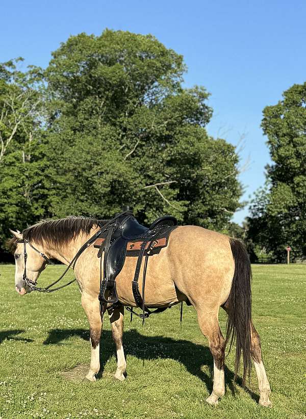 experienced-quarter-horse