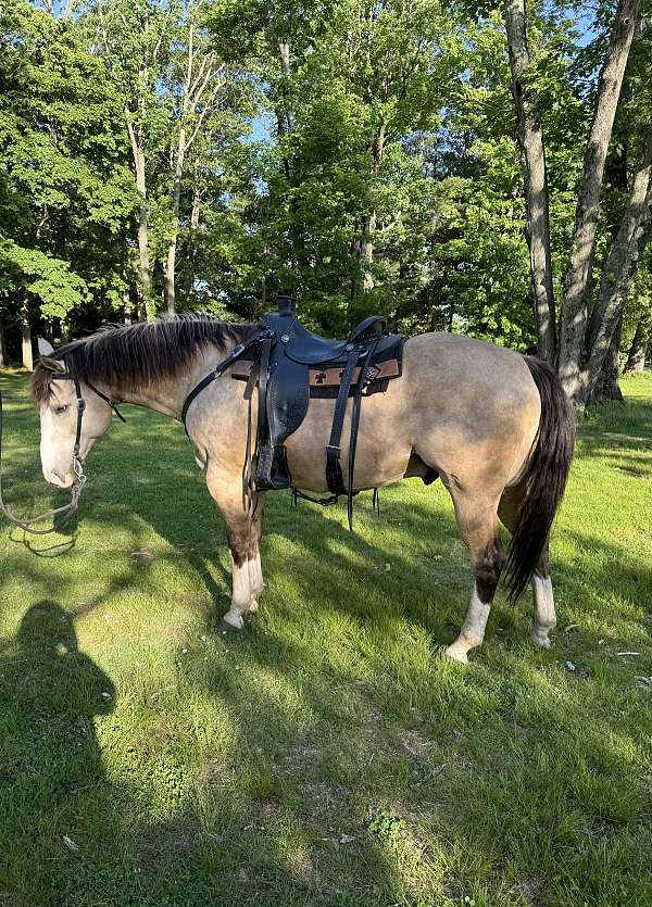 ranch-quarter-horse
