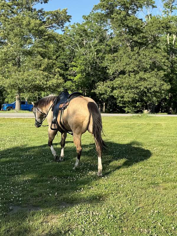 all-around-gelding