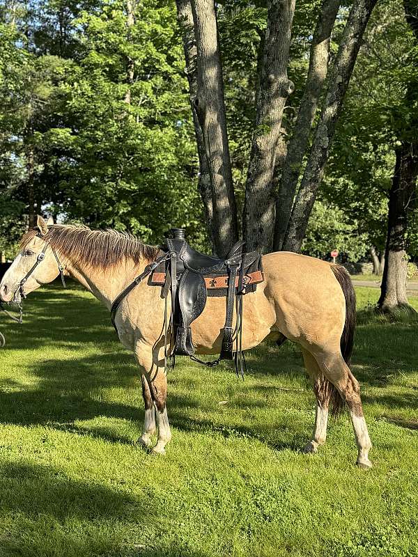 experienced-gelding
