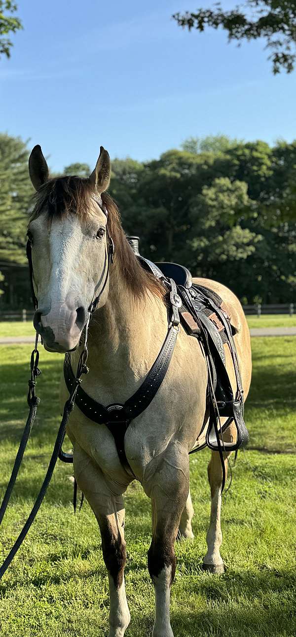 ranch-gelding