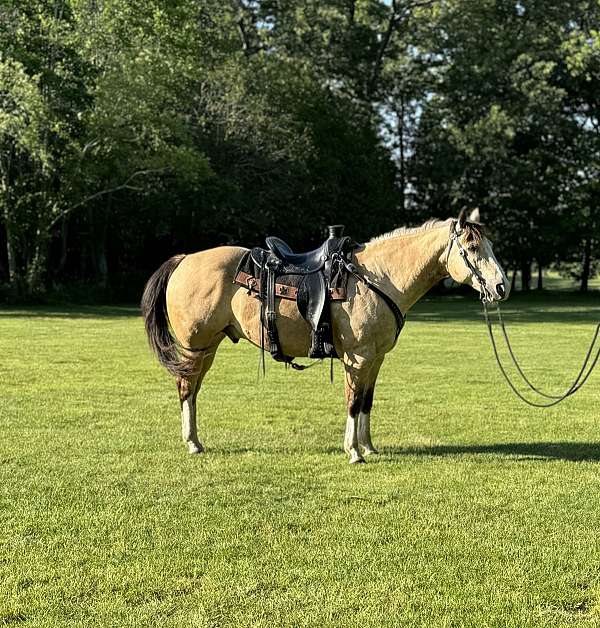 all-around-horse