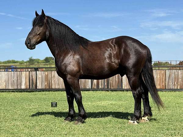 blonde-quarter-pony