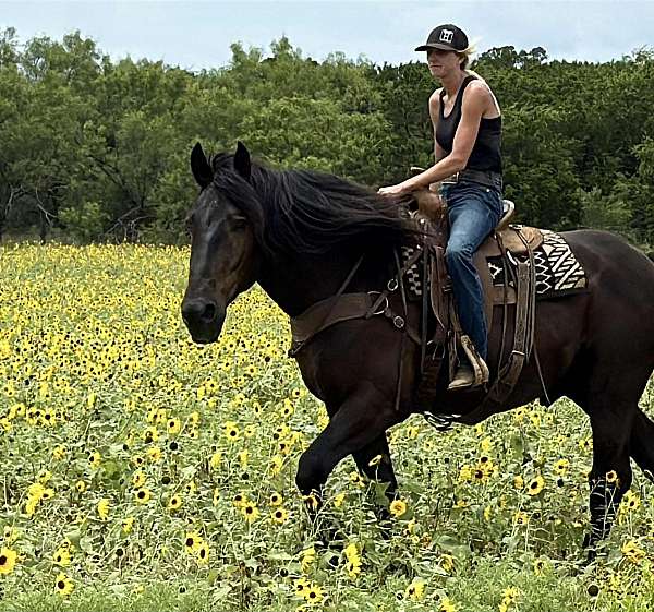 cowboys-quarter-pony