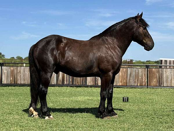 standing-quarter-pony