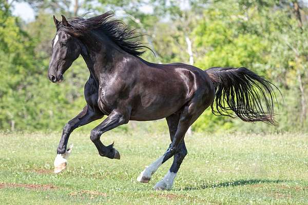 dutch-harness-horse