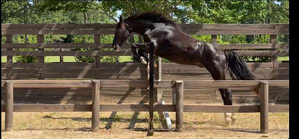 eventing-horse