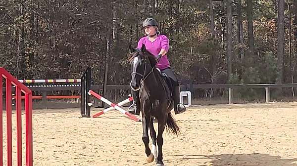 jumper-horse