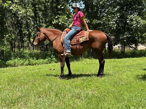 bay-curly-mare