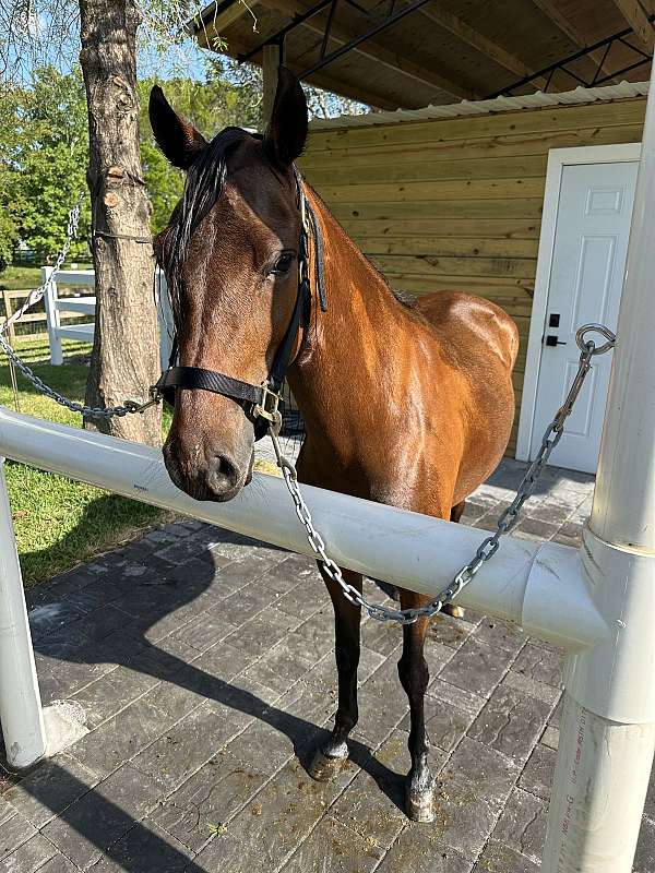breeding-gaited-paso-fino-horse