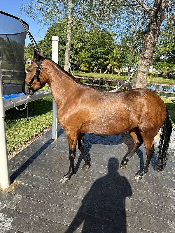 bay-breeding-gaited-horse