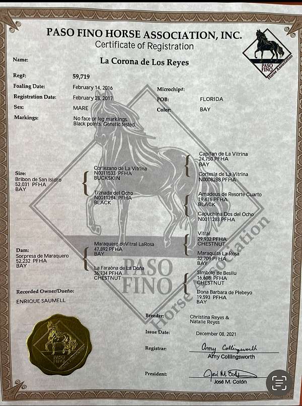 bay-paso-fino-mare
