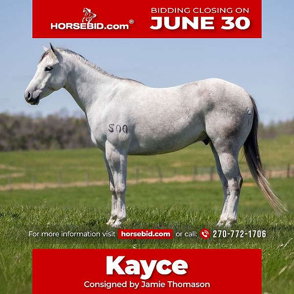 all-around-quarter-horse