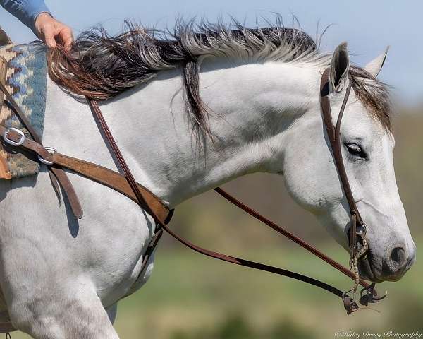 calf-roping-quarter-horse