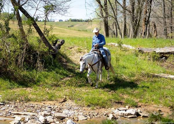 flashy-quarter-horse