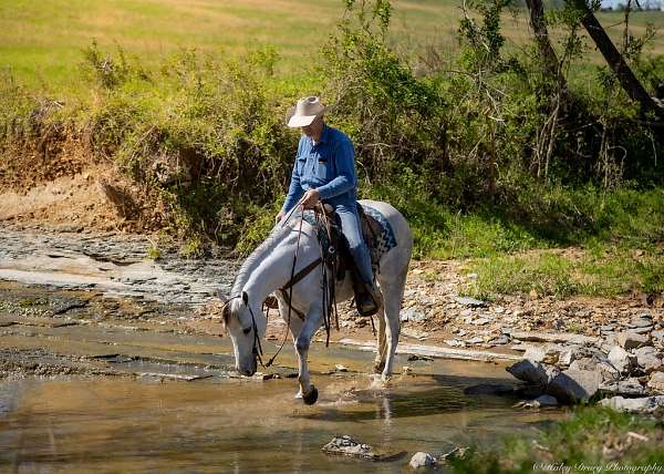 heading-quarter-horse