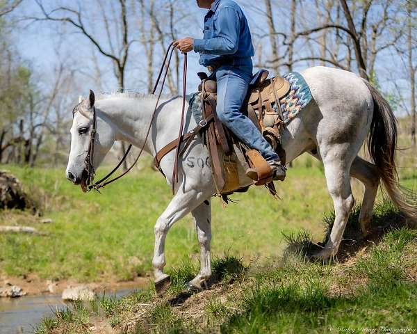 heel-quarter-horse