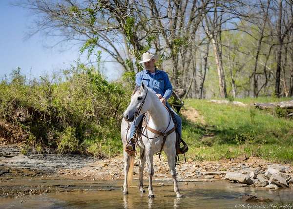 husband-safe-quarter-horse