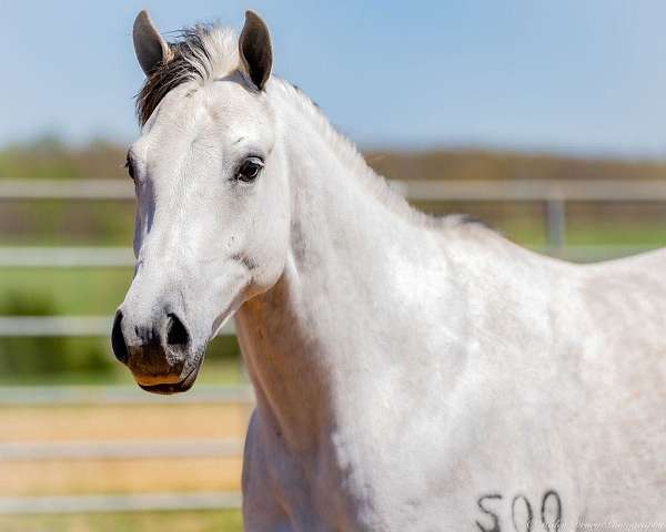 kid-safe-quarter-horse