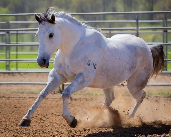 performance-quarter-horse