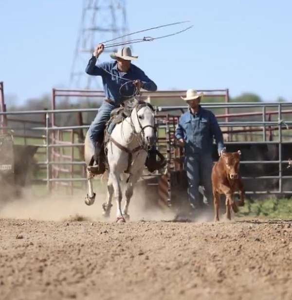ranch-versatility-quarter-horse