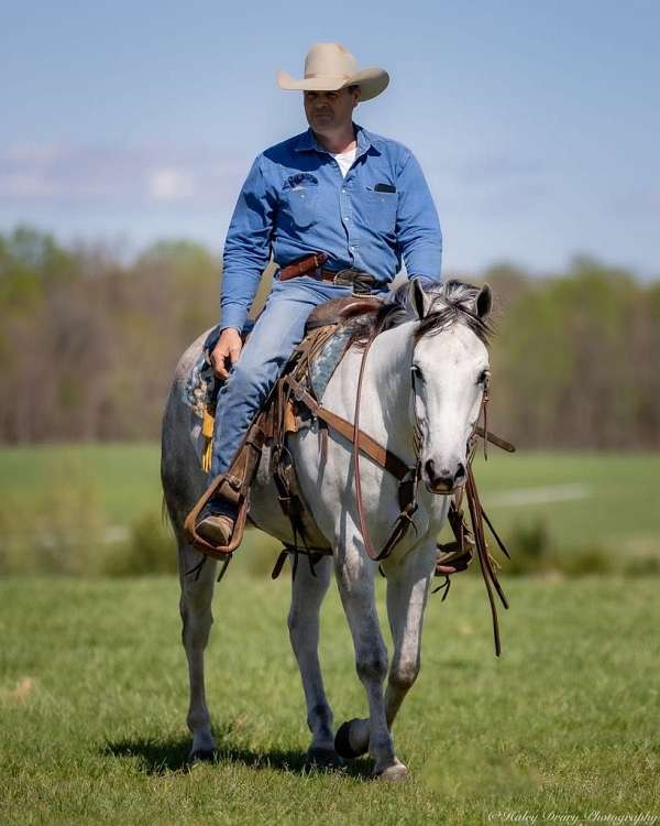ranch-work-quarter-horse