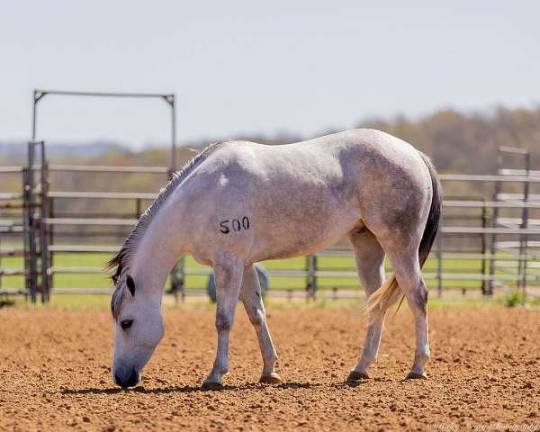 roping-quarter-horse
