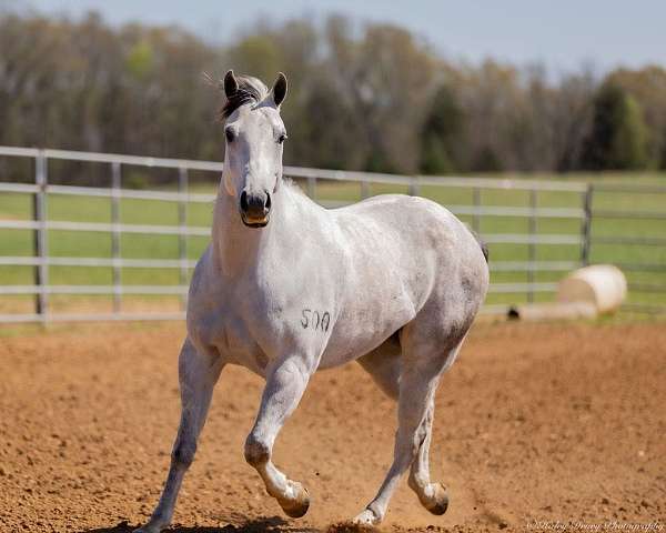 show-quarter-horse