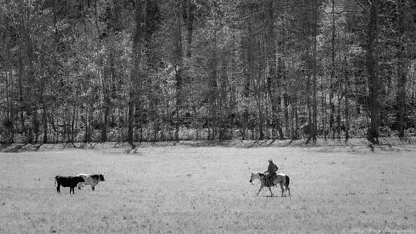 trail-quarter-horse