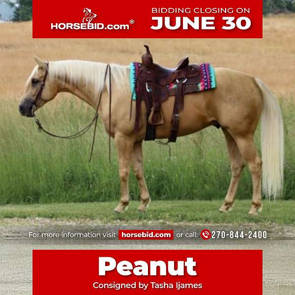 all-around-quarter-horse