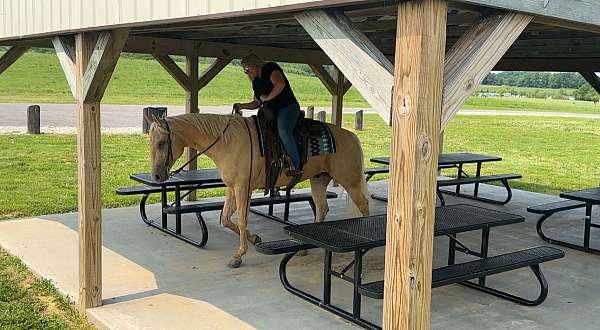 athletic-quarter-horse