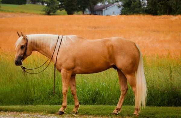 performance-quarter-horse