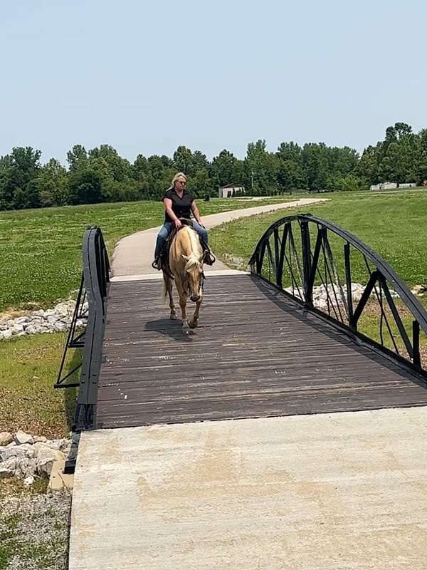 ranch-quarter-horse