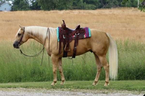 ranch-versatility-quarter-horse