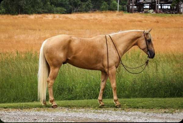 roping-quarter-horse