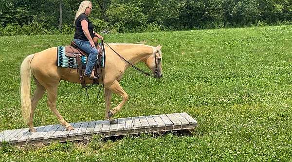show-quarter-horse