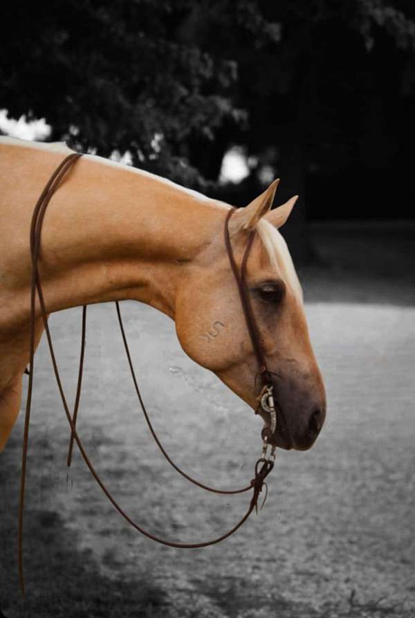 trail-quarter-horse